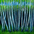 Birkenwald (80x80)cm